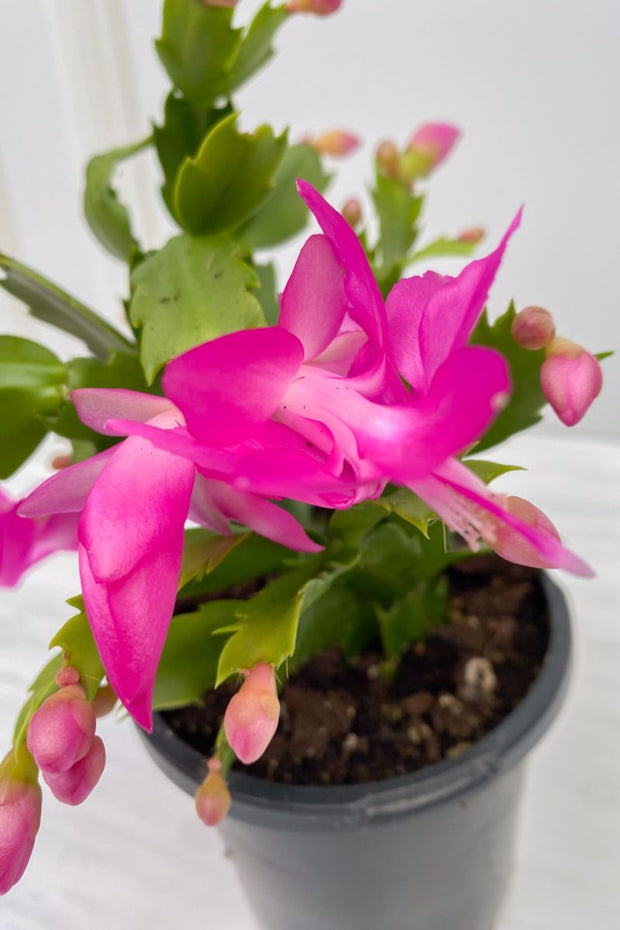 Holiday Cactus, Red 4"