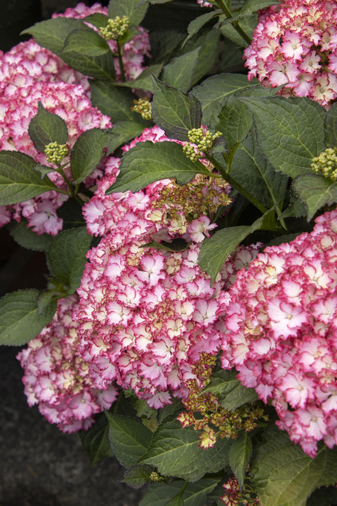 Hydrangea, Fire Island