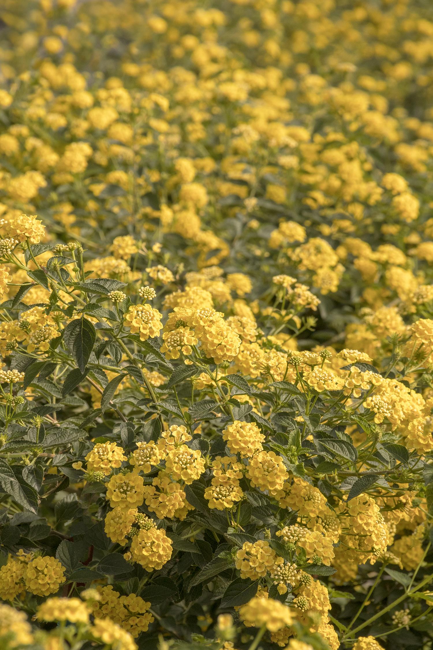 Lantana Chapel Hill Ylw