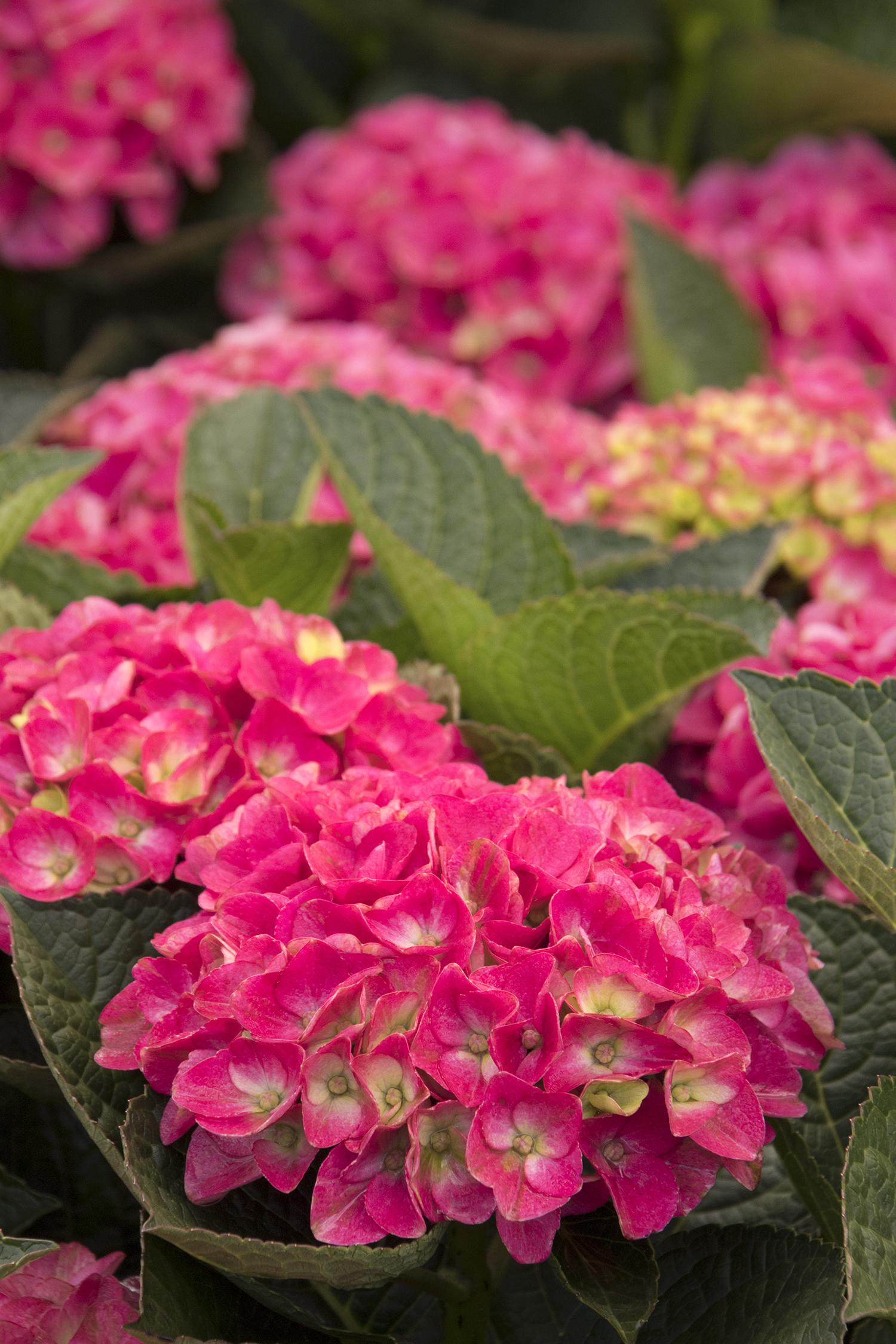 Hydrangea, Martha Vineyard