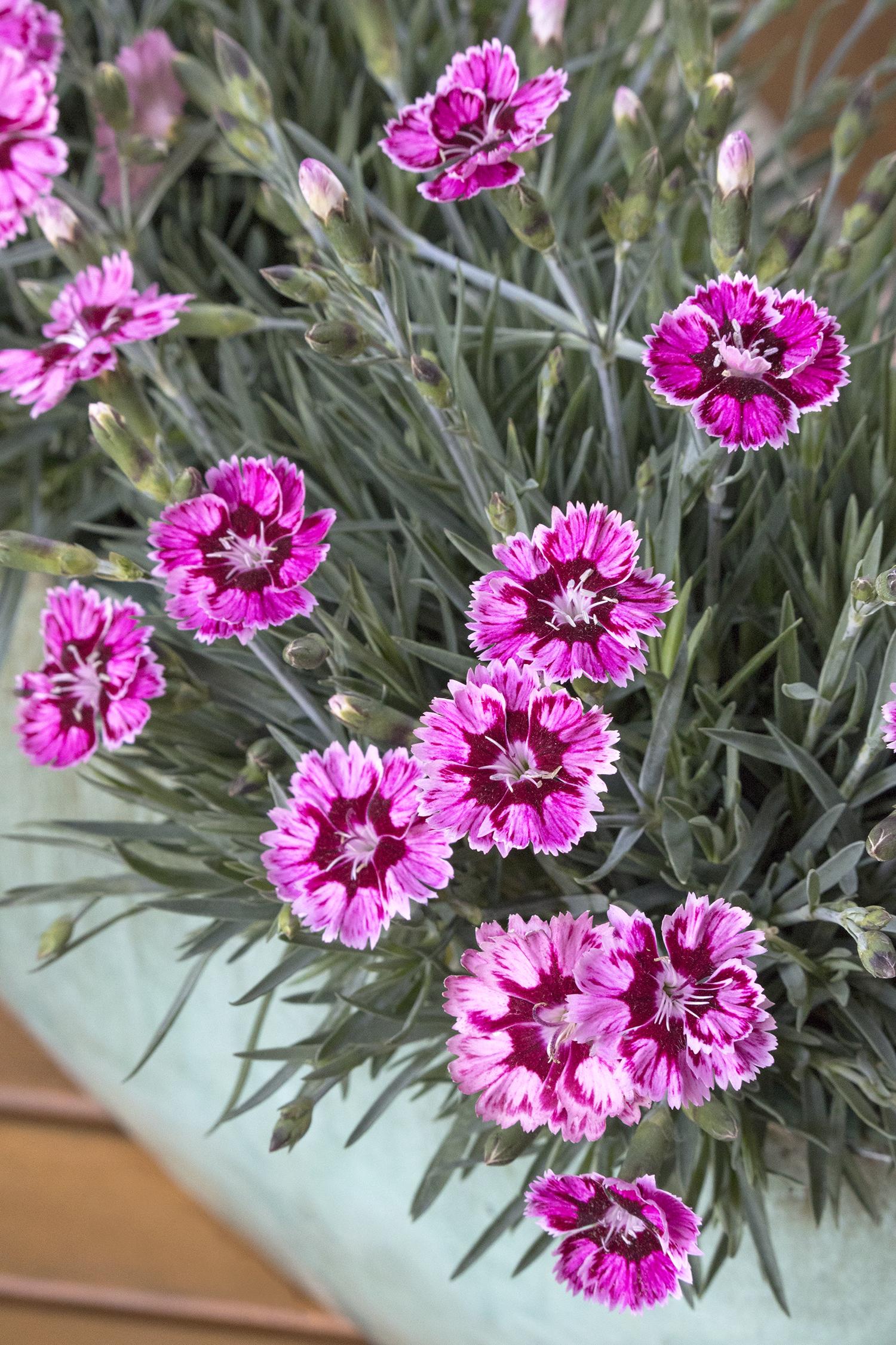Dianthus, Whetman Stars