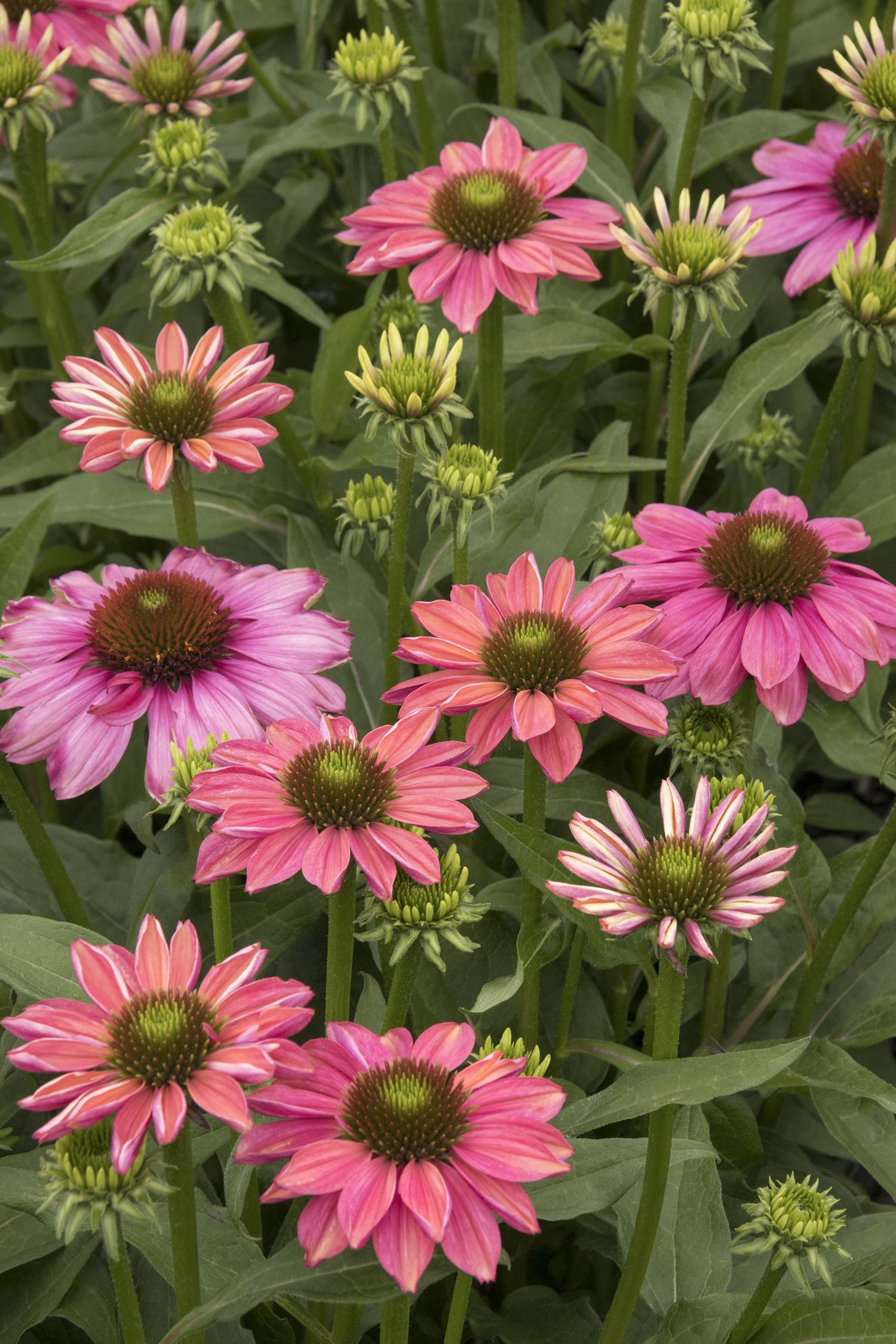 Coneflower, Evolution Colorific