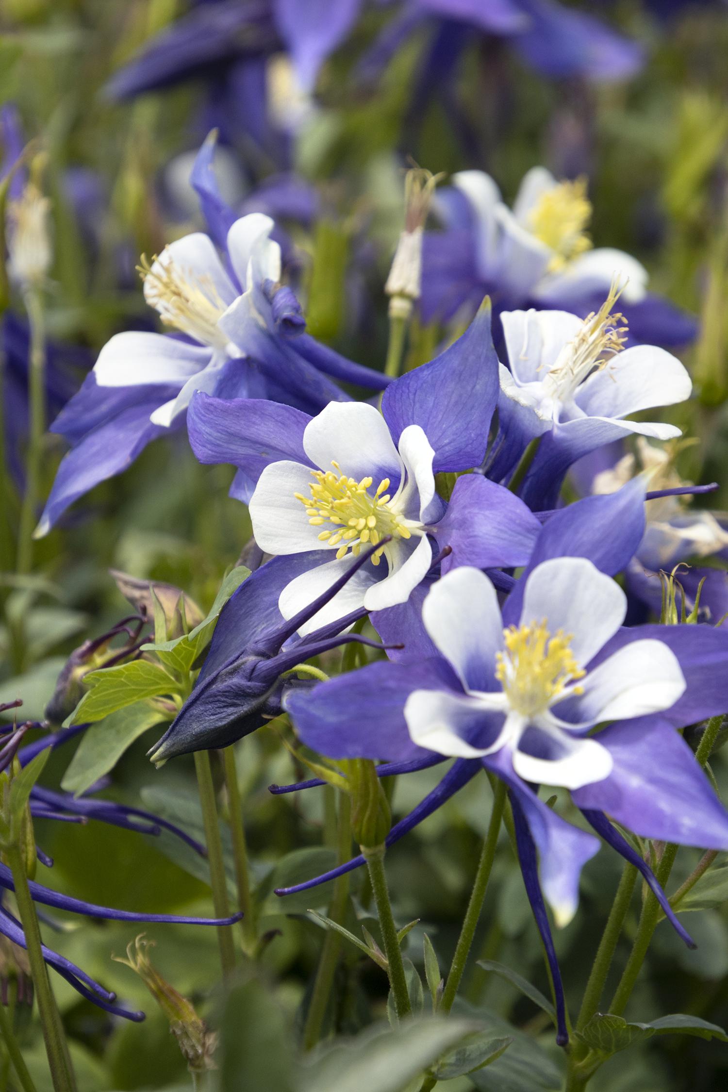 Columbine, Kirigmi Deep Blue & White