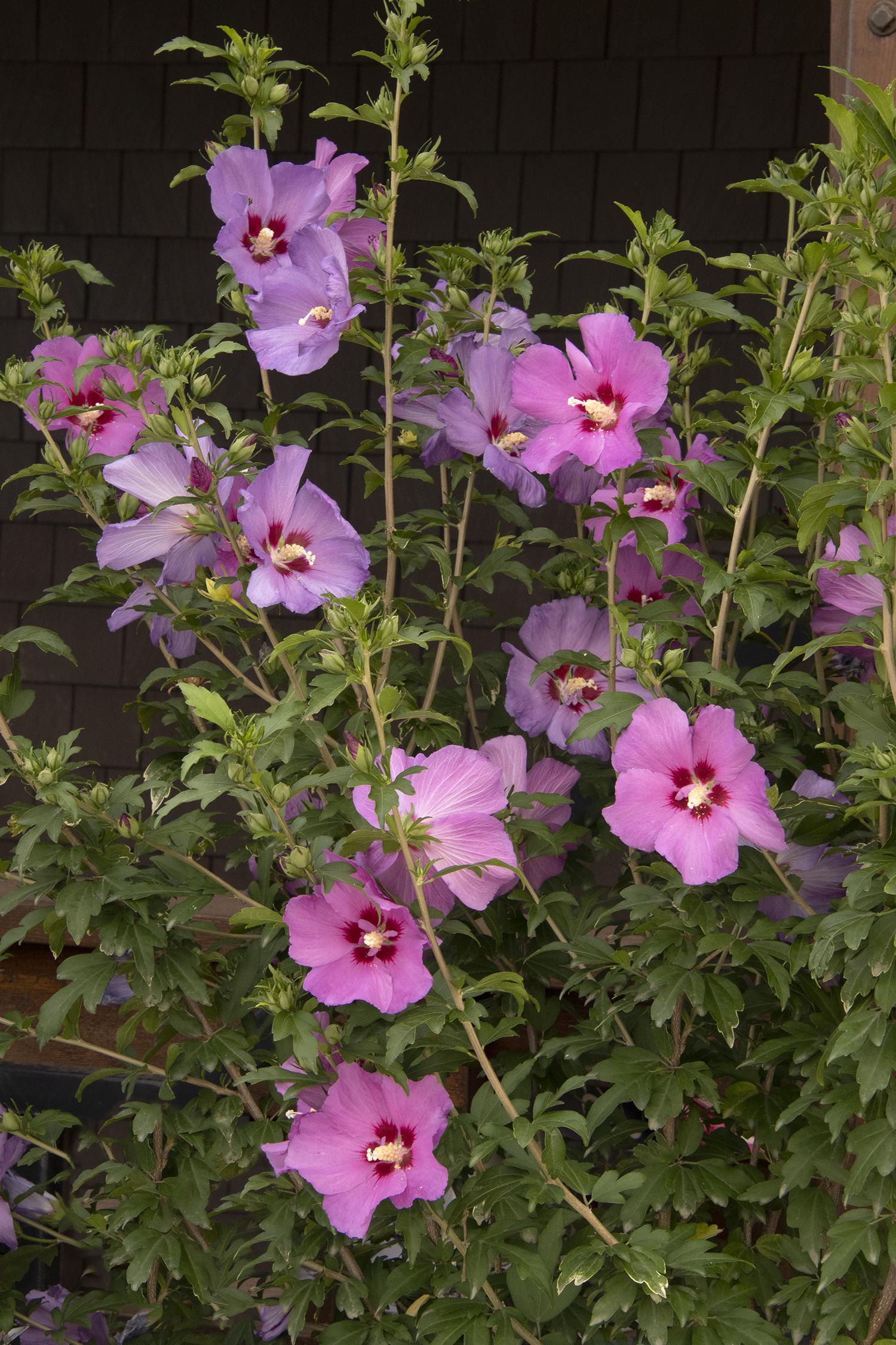 Rose Of Sharon, D'Ambois