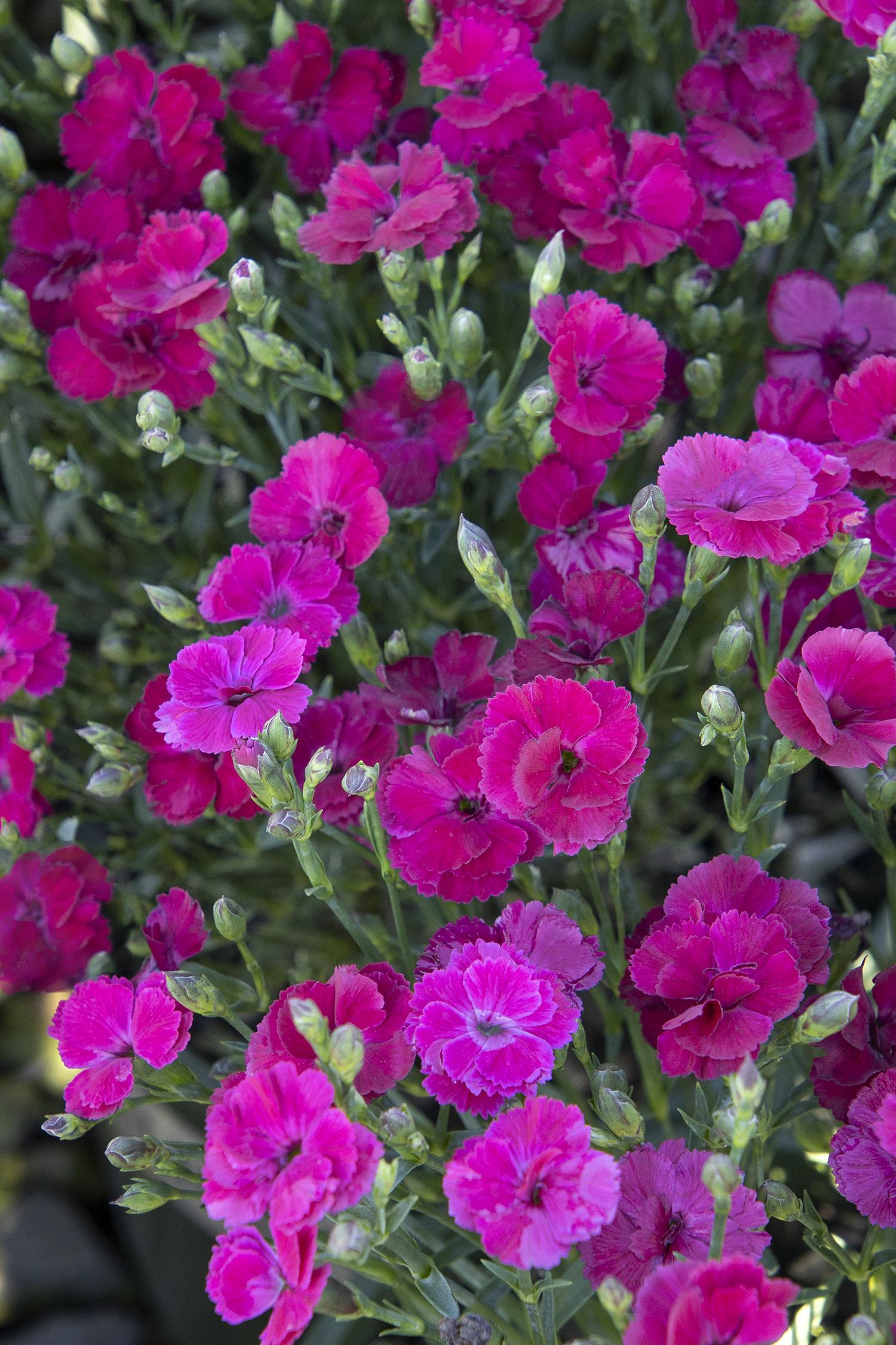 Dianthus, Delilah Magenta