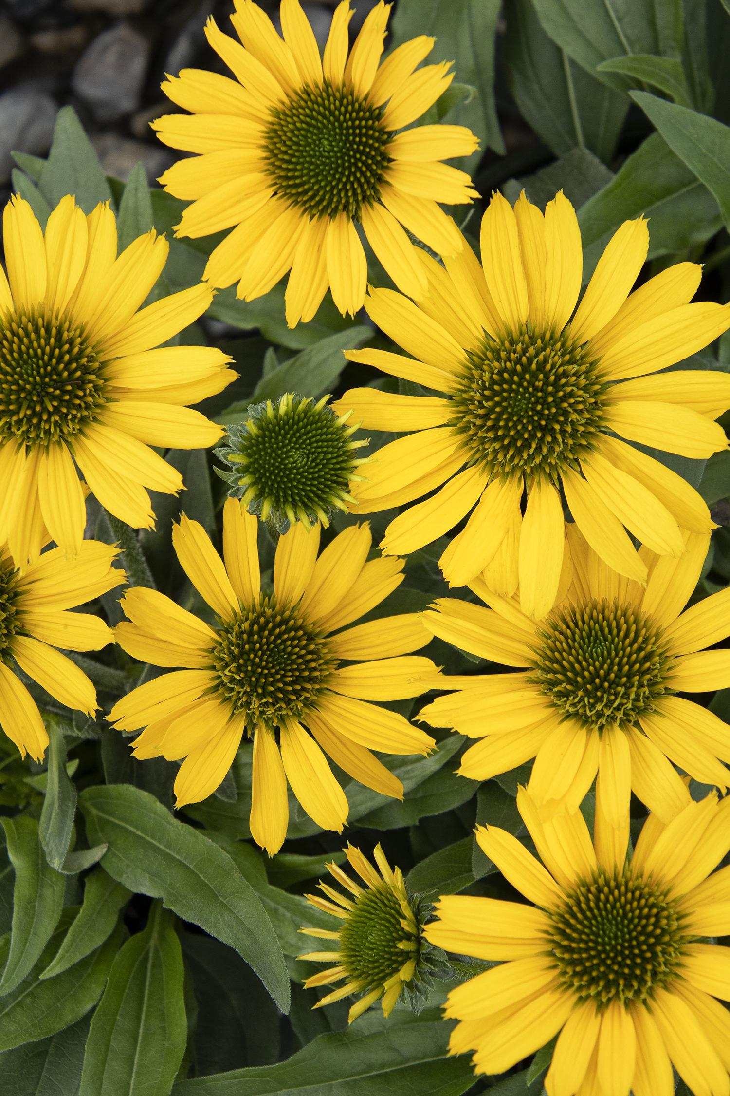 Coneflower, Kismet Yellow