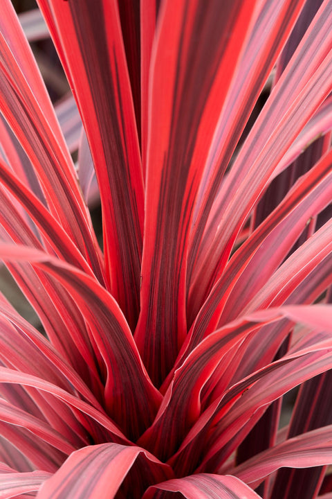 Cordyline Charlie Boy