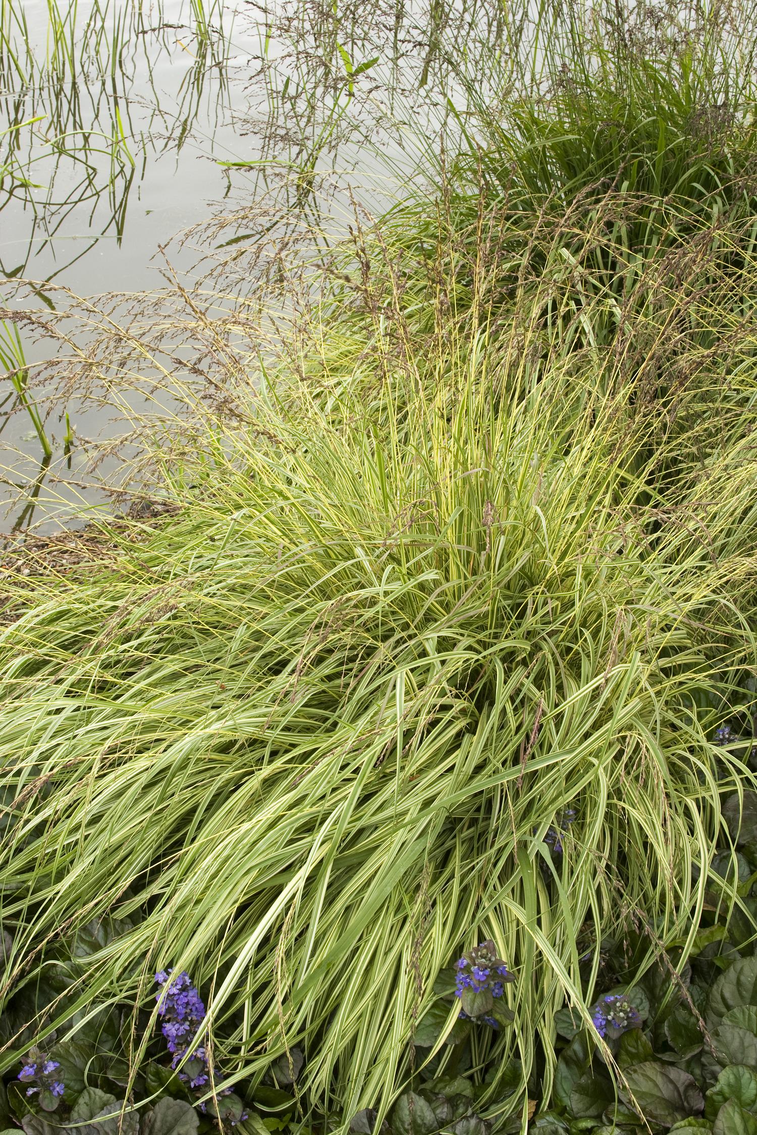 Grass, Moor Variegated