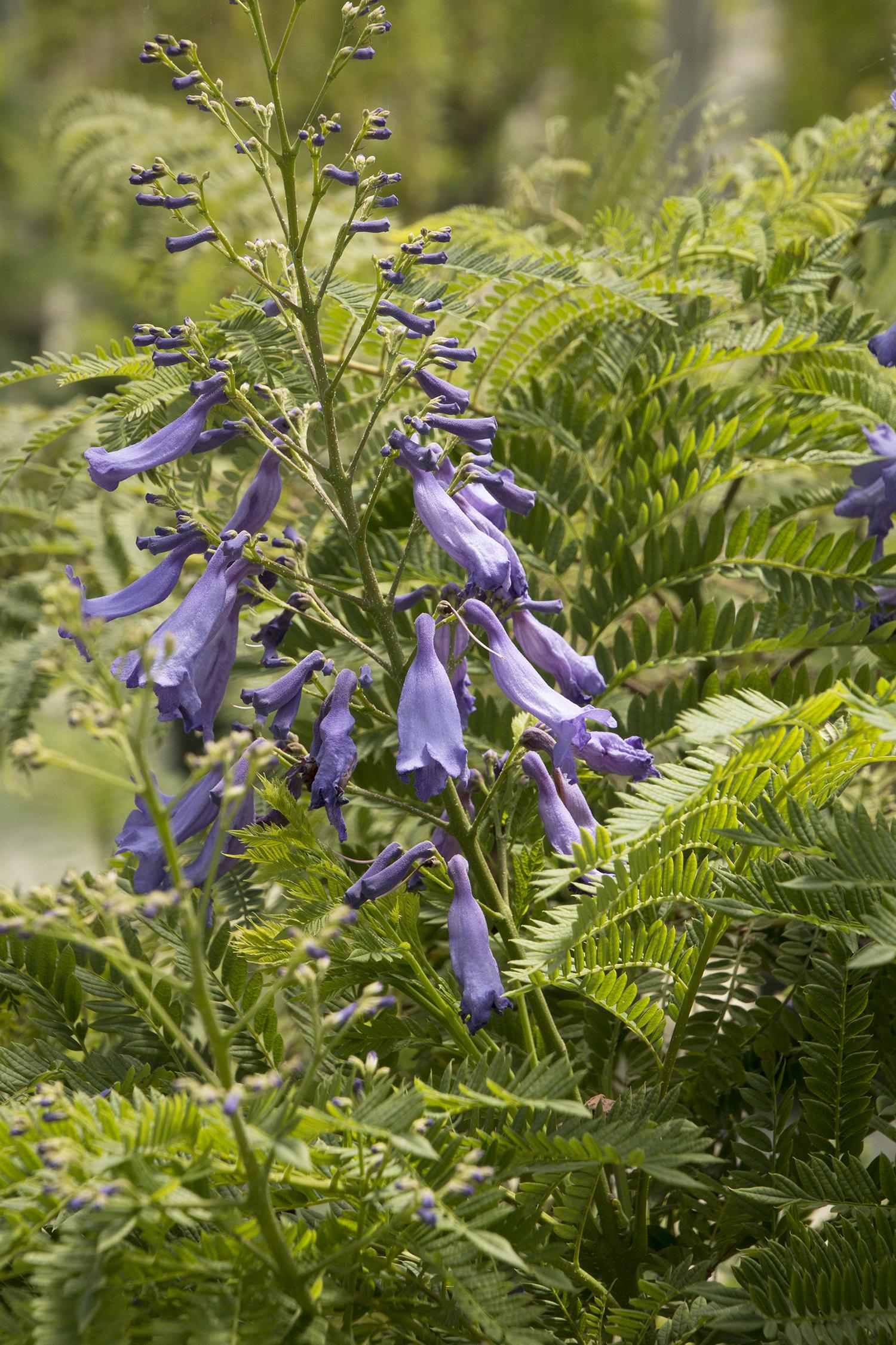 Jacaranda Bonsai Blue