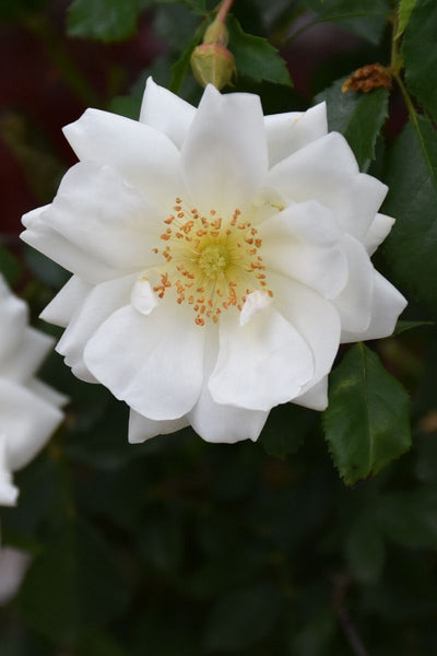 Rose, Floral Carpet White
