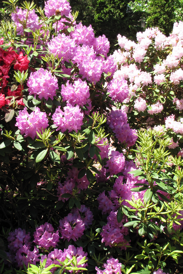 Rhododendron, Boursault