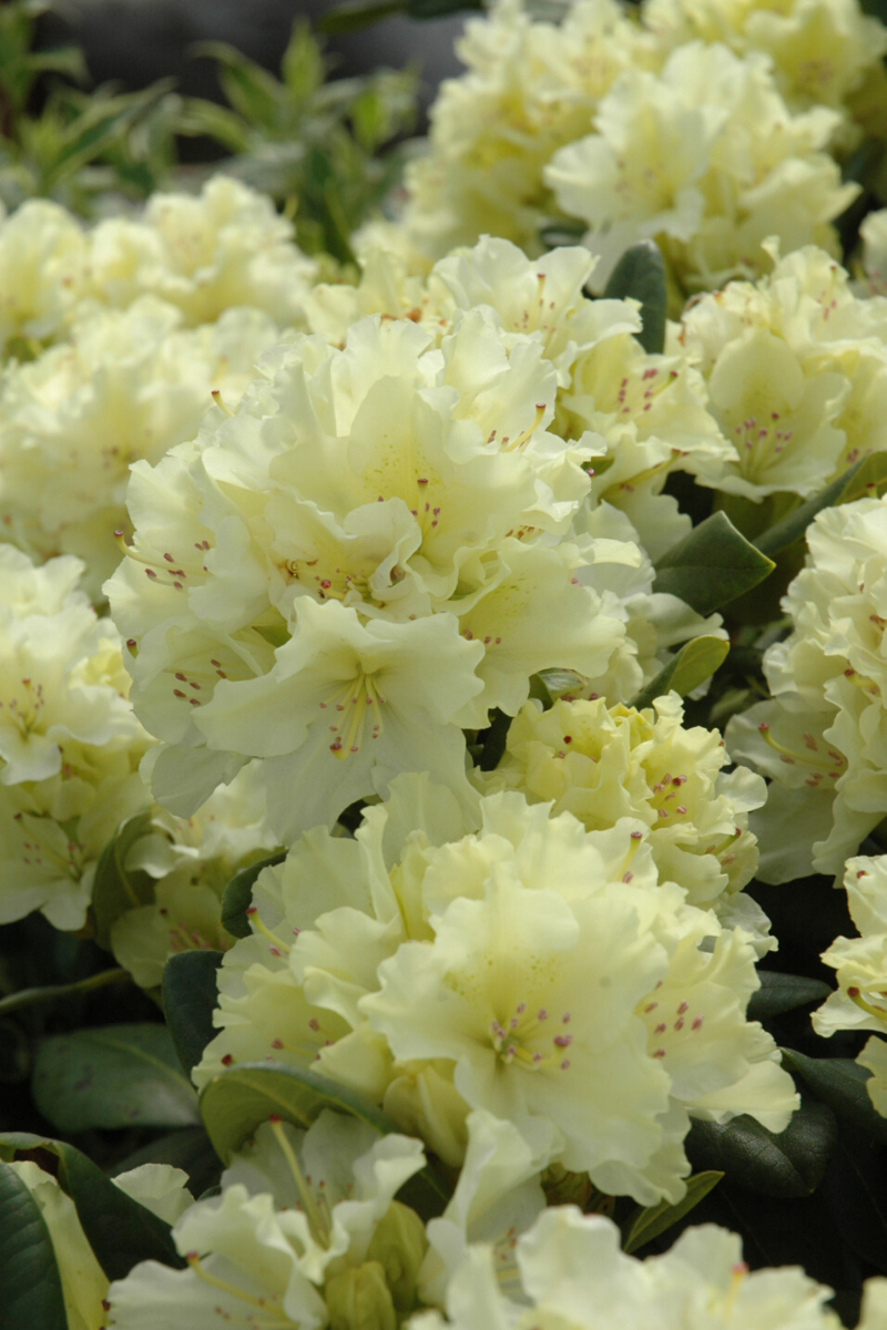 Rhododendron, Capistrano