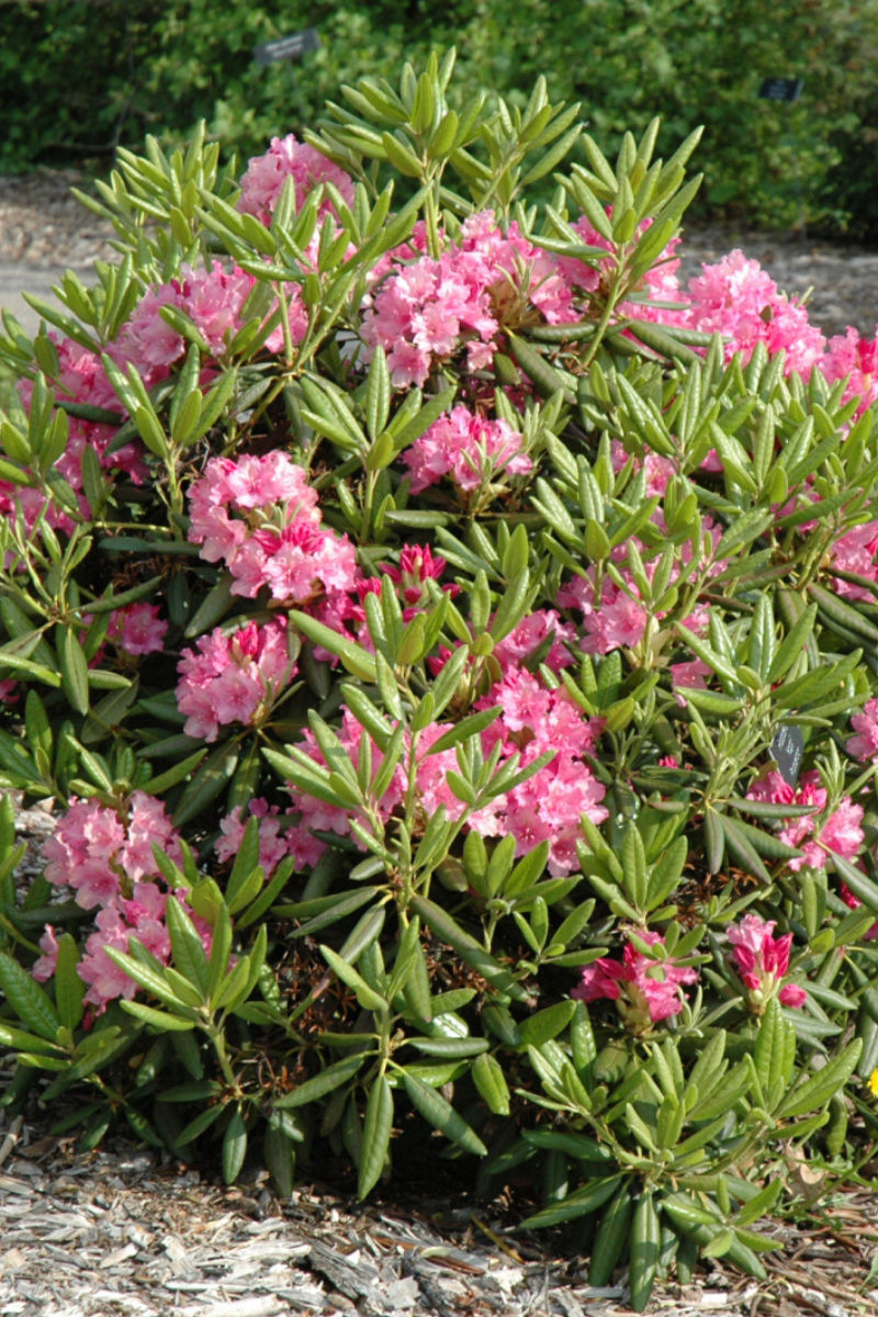 Rhododendron, Haaga