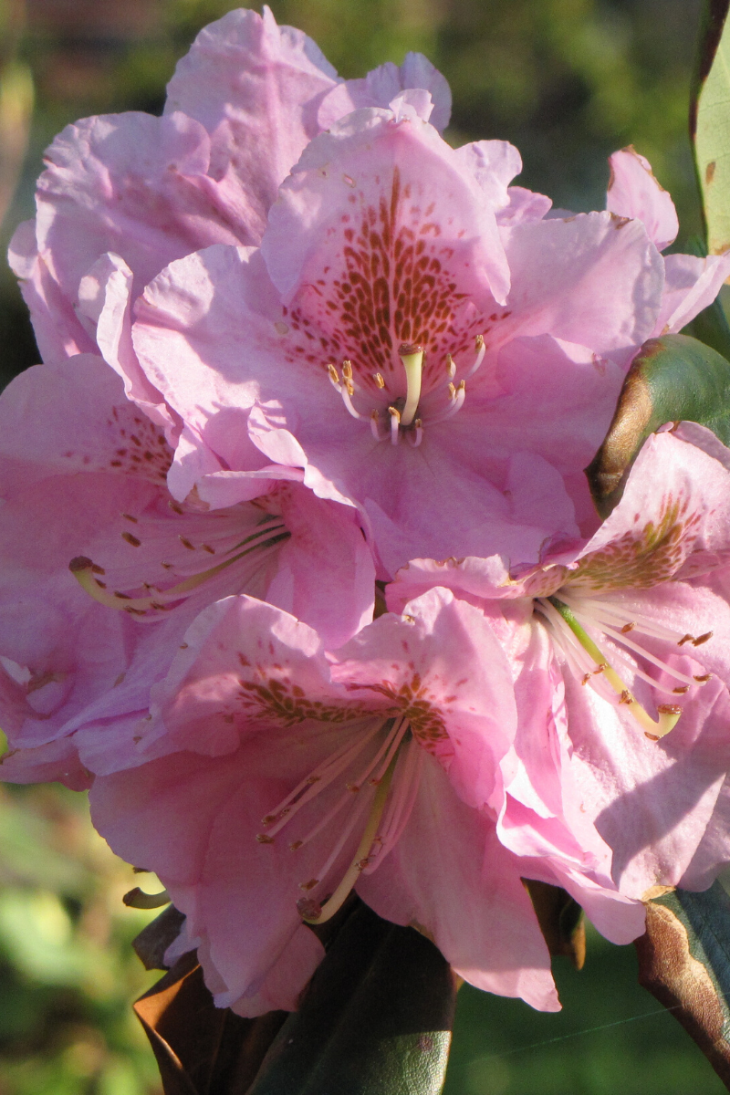 Rhododendron, Janet Blair