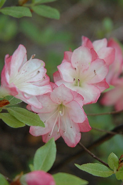 Rhododendron, PJM Planeview Appleblossom