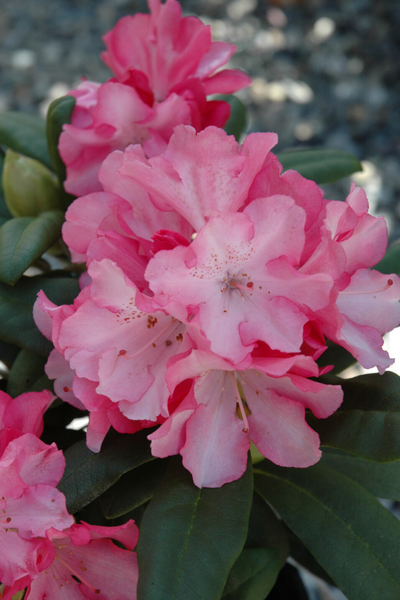 Rhododendrun, Yaku Prince White Pink