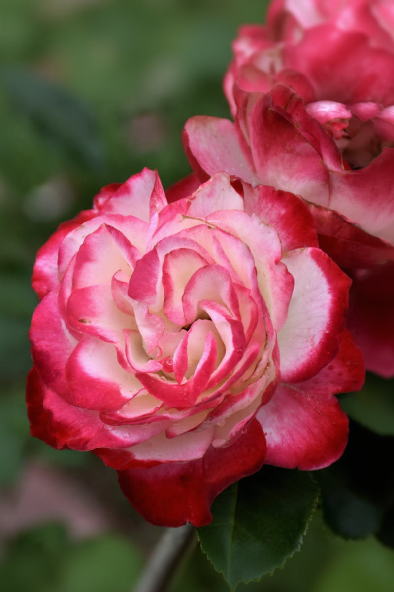 Rose, Cherry Parfait