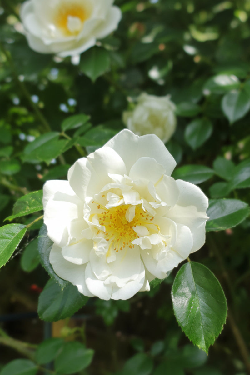 Climbing Rose, City of York