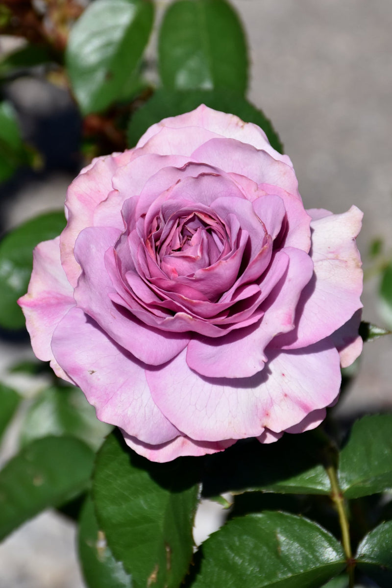 Climbing Rose, Quicksilver