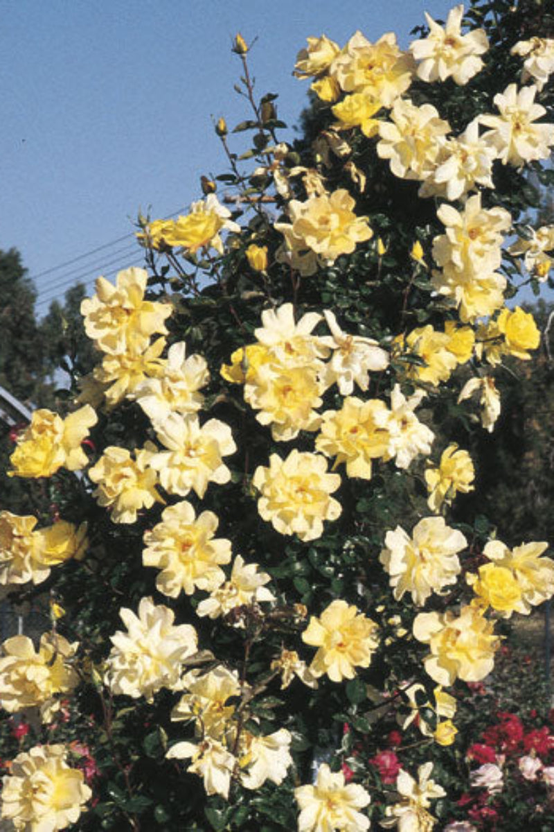 Climbing Rose, Golden Showers