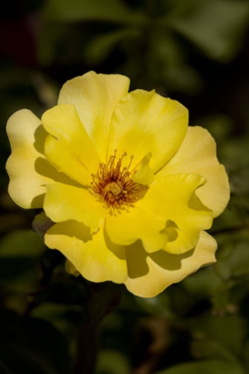 Climbing Rose, Golden Showers