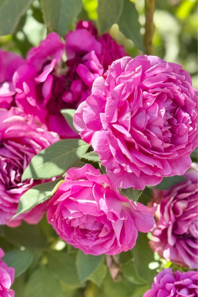 Rose, Light Years Away