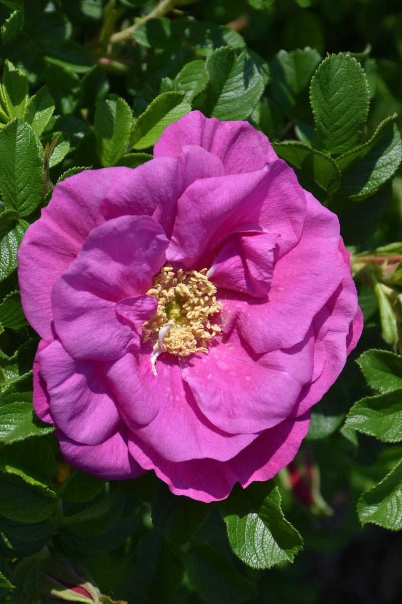 Rose, Lotty's Love