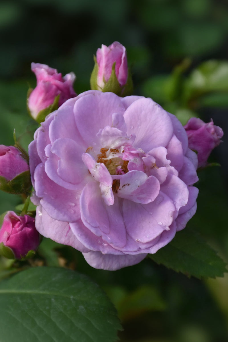 Rose, Rise Up Lilac Days