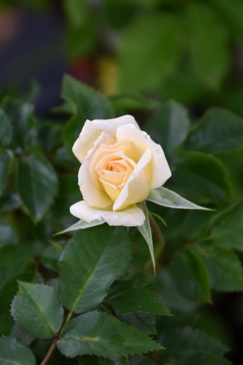 Rose, Mini Sunblaze Bridal Tree