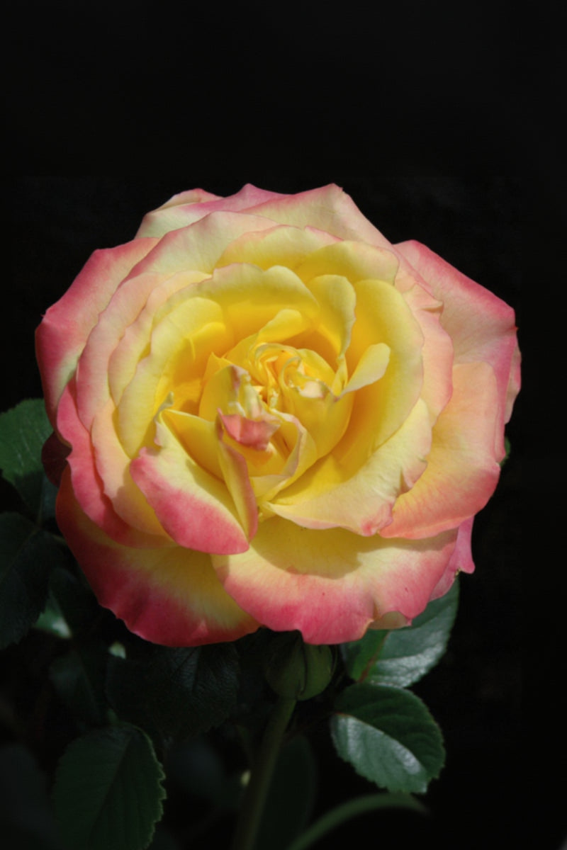 Rose, Mini Sunblaze Rainbow Tree