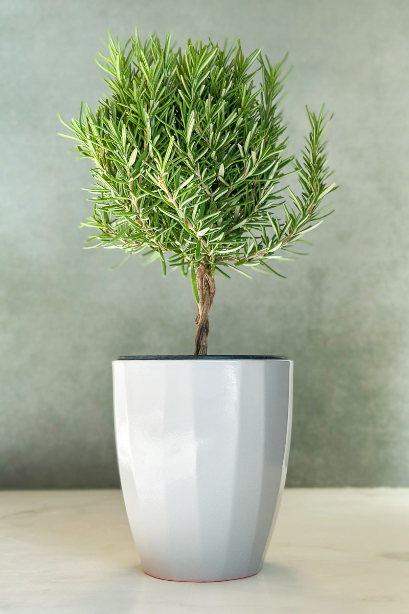 Herb, Rosemary Topiary Braided 4.5