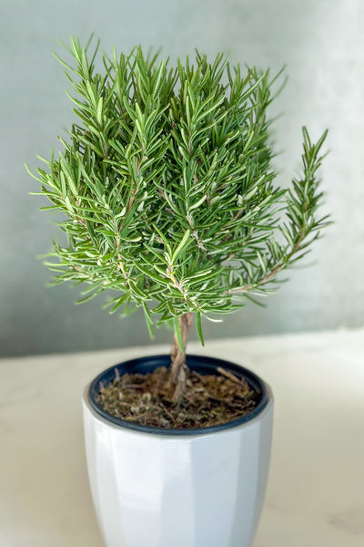 Herb, Rosemary Topiary Braided 4.5