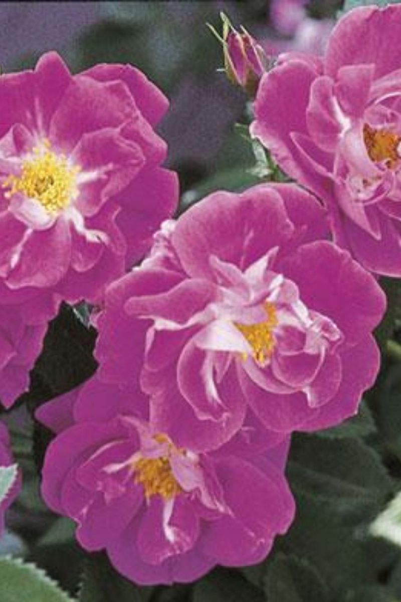 Rose, William Baffin