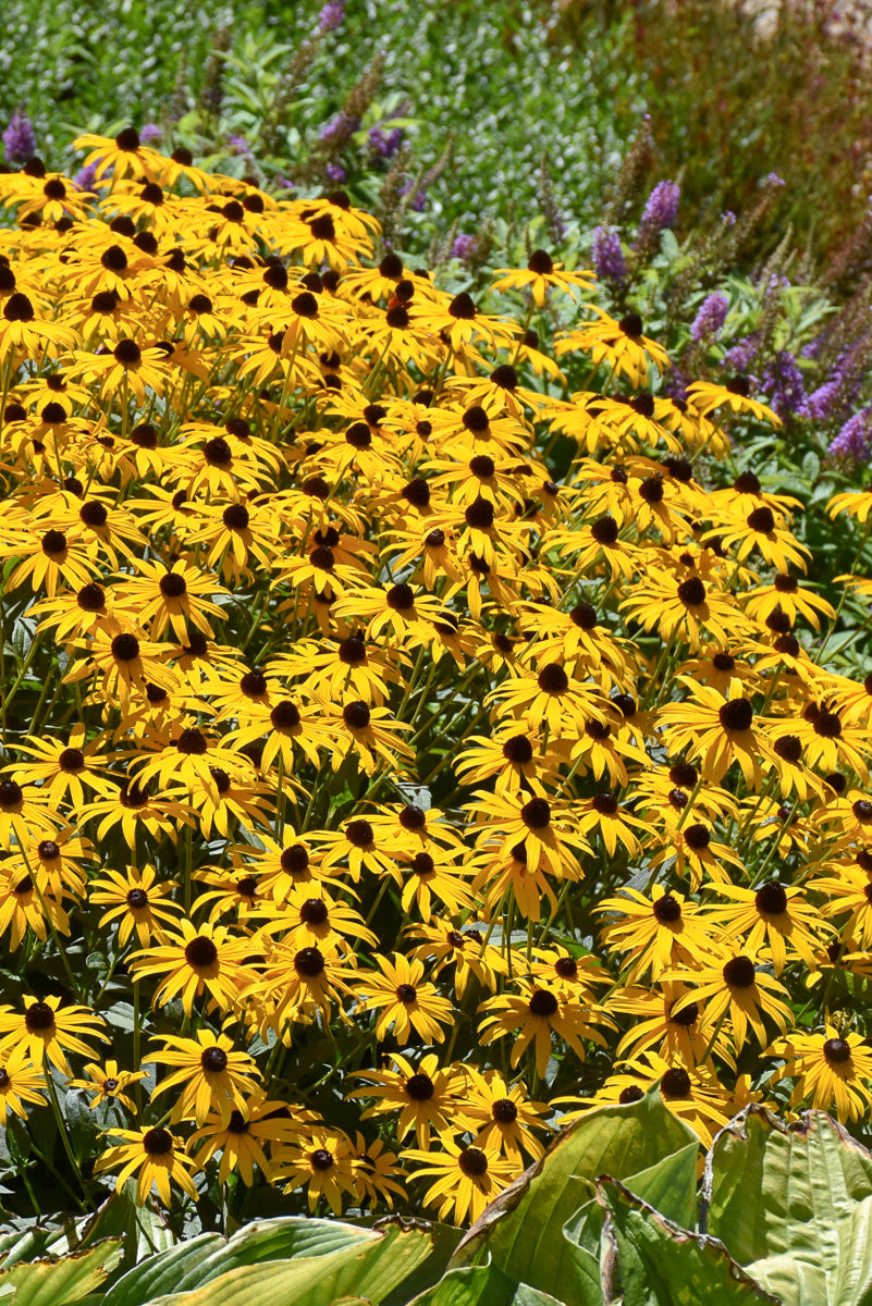 Black-Eyed Susan, Goldblitz