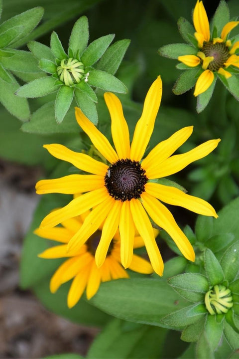 Black-Eyed Susan, Deam's Rudbeckia fulgida