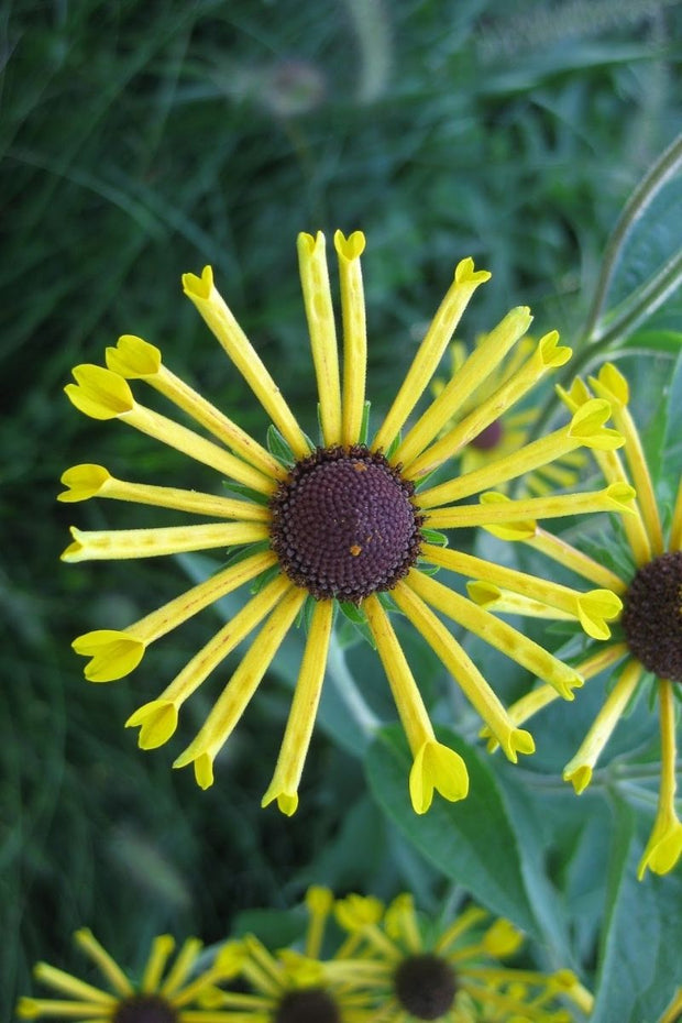 Coneflower, Sweet Little Henry 1G