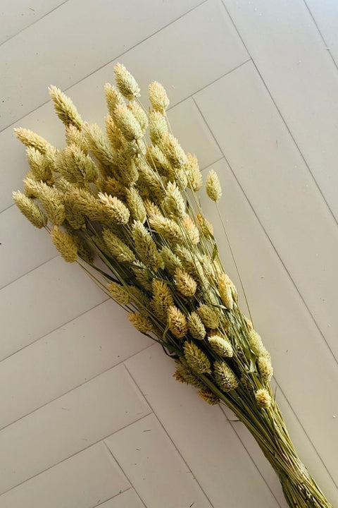 DRIED, PHALARIS BUNCH NATURAL