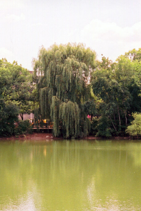 Willow, Wisconsin Weeping