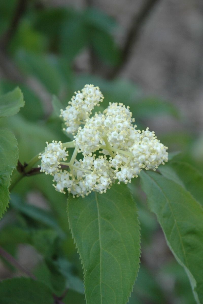 Elderberry,