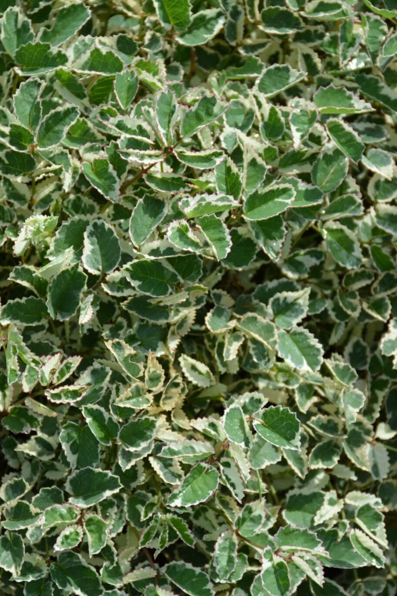 Sanguisorba Little Angel