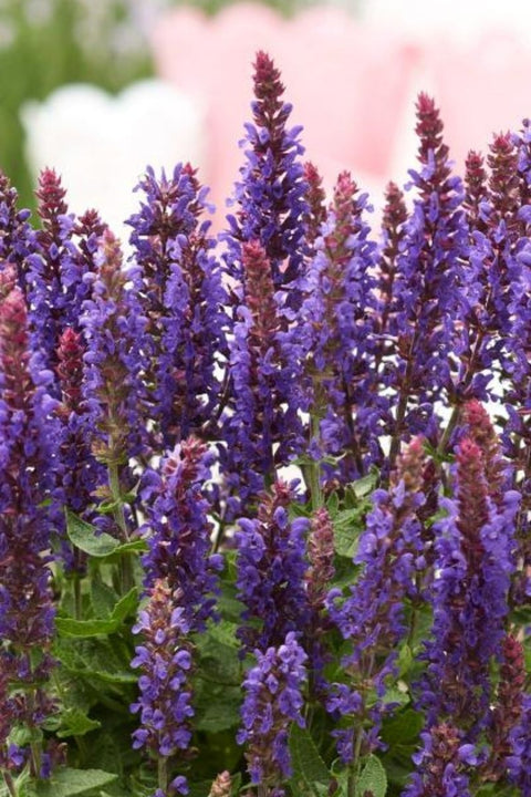 Salvia, Blue Boquetta