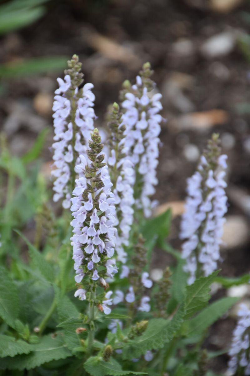 Salvia, Perfect Profusion