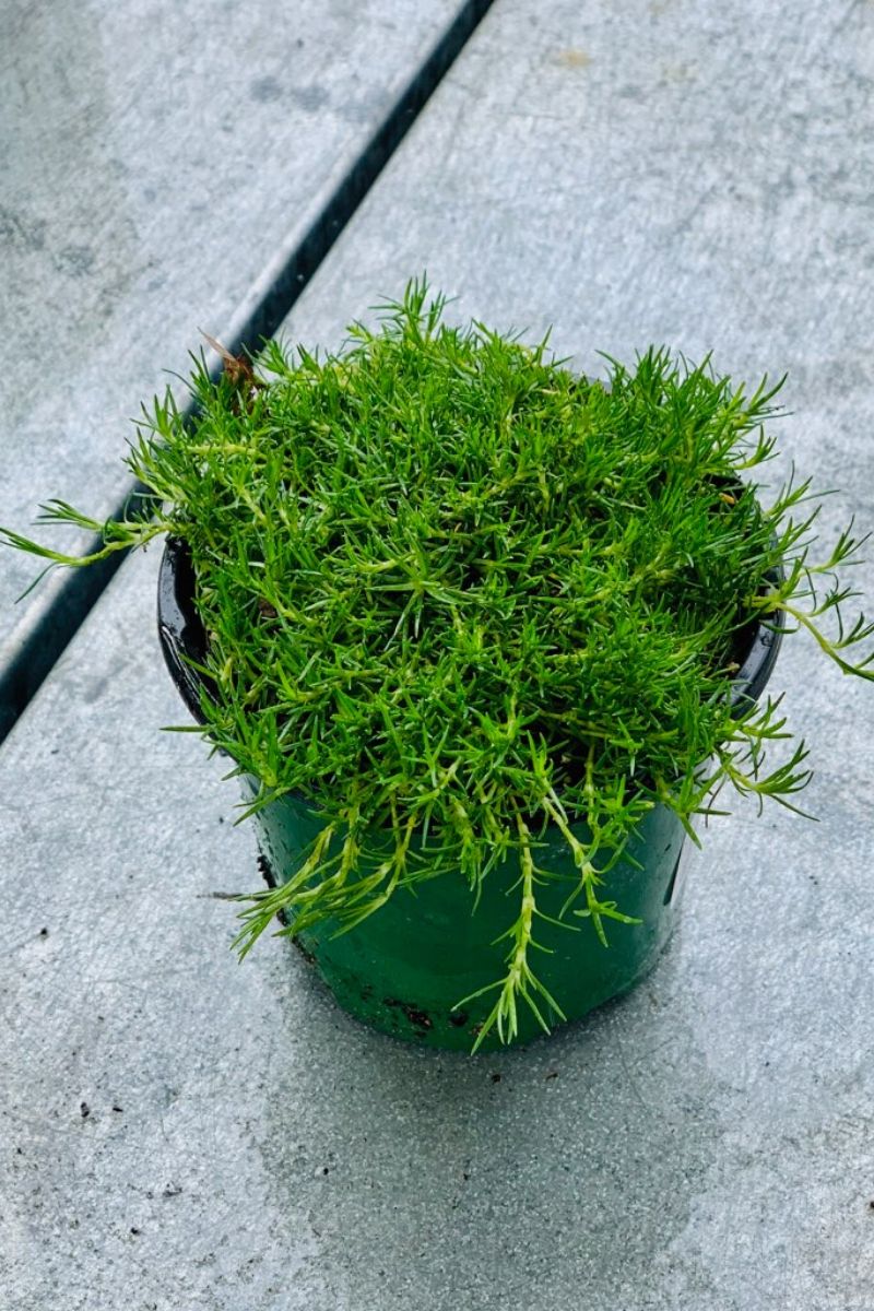 Irish Moss, Green