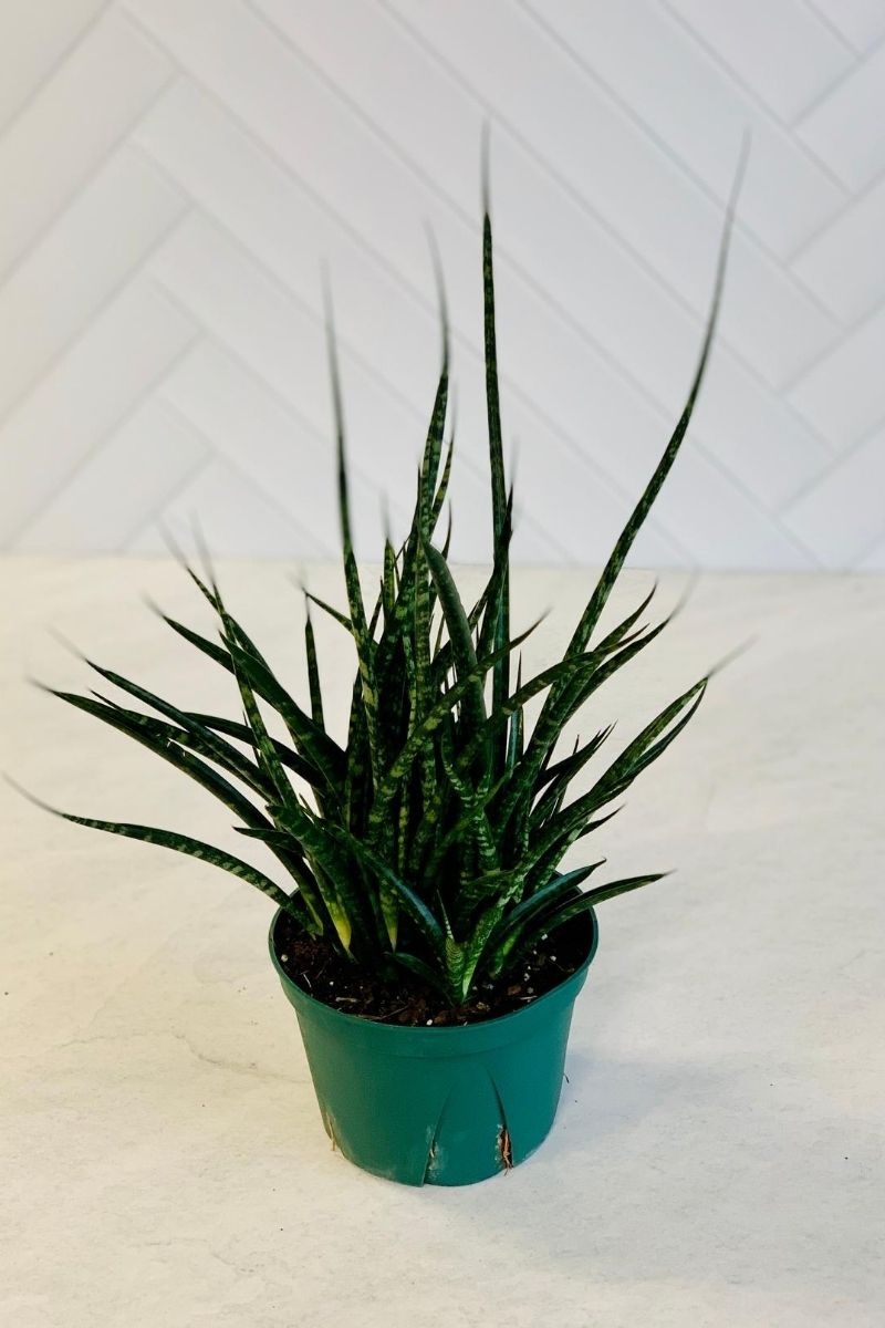 Snake Plant, Fernwood 6"