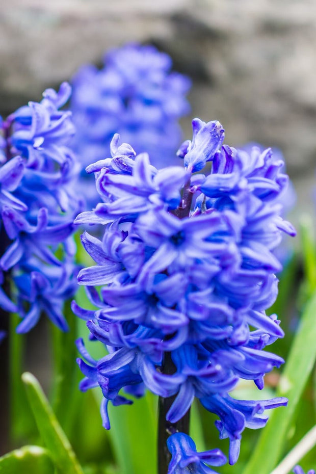 Hyacinth, Hybrids Blue 4"