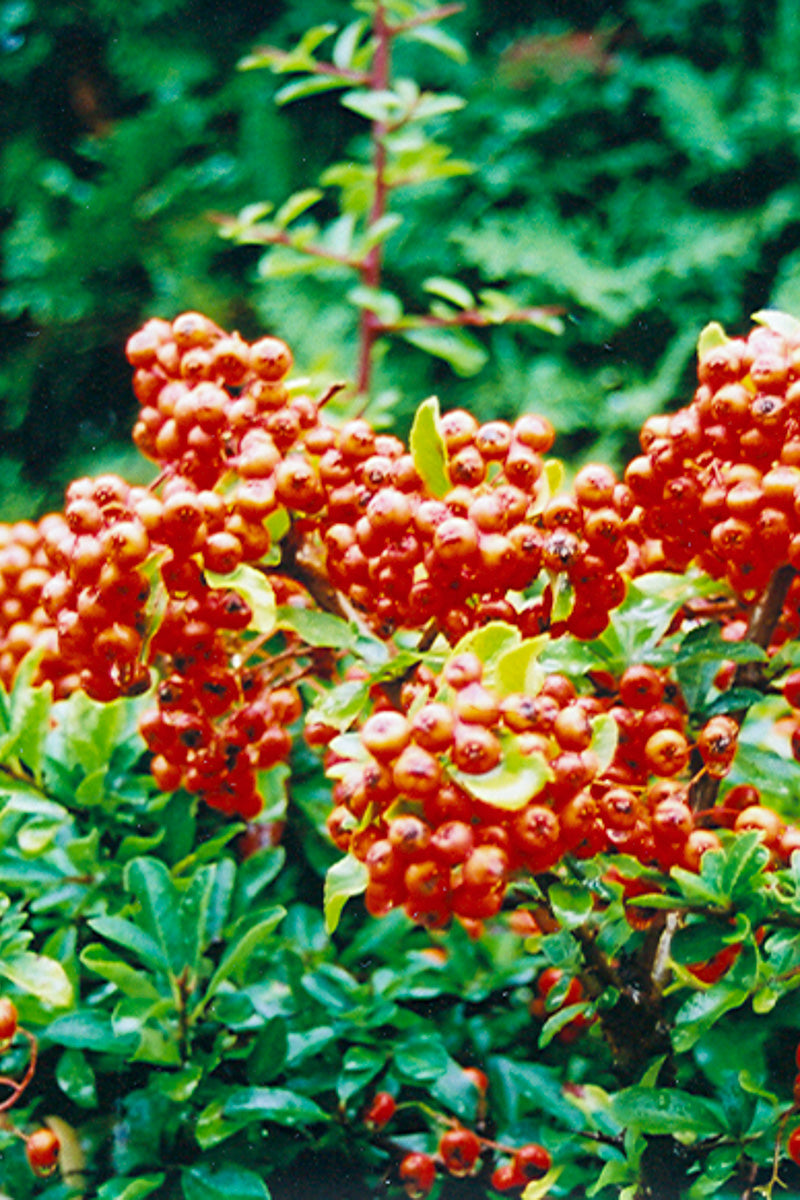 Vine, Pyracantha Yukon Belle