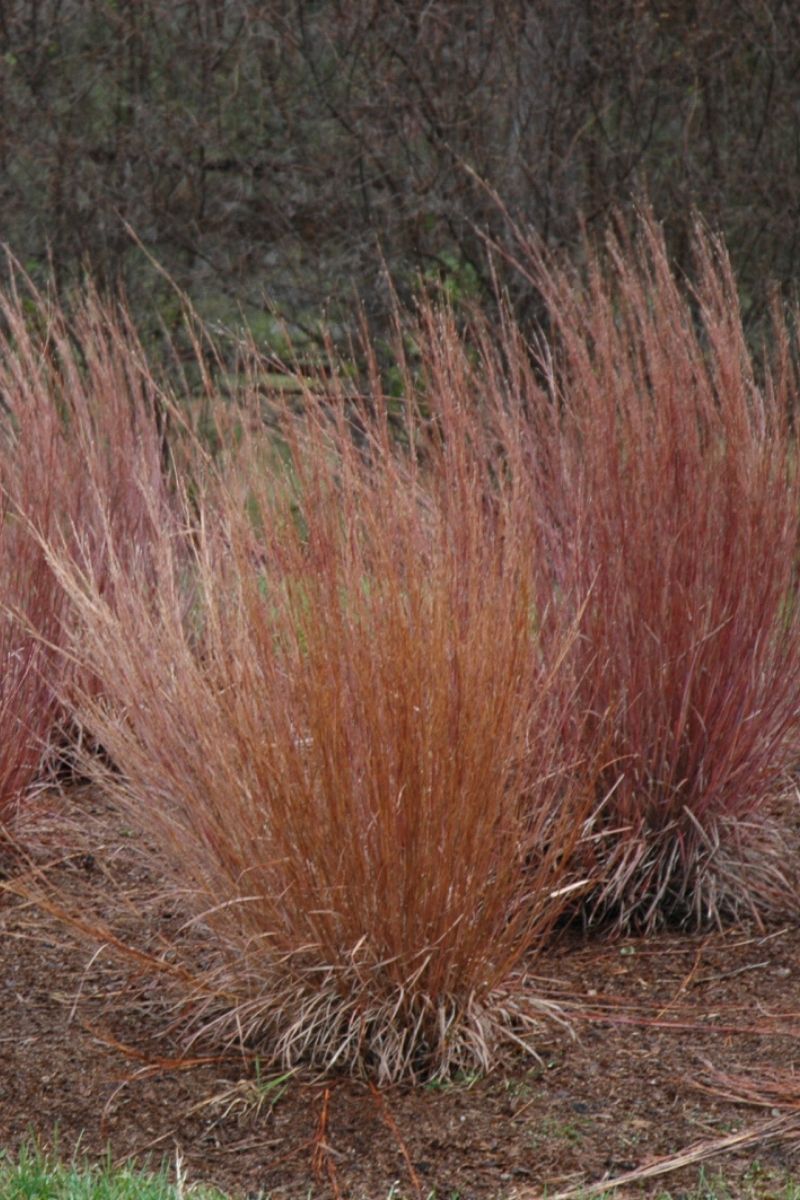 Grass, Bluestem Lttl Blue Heav