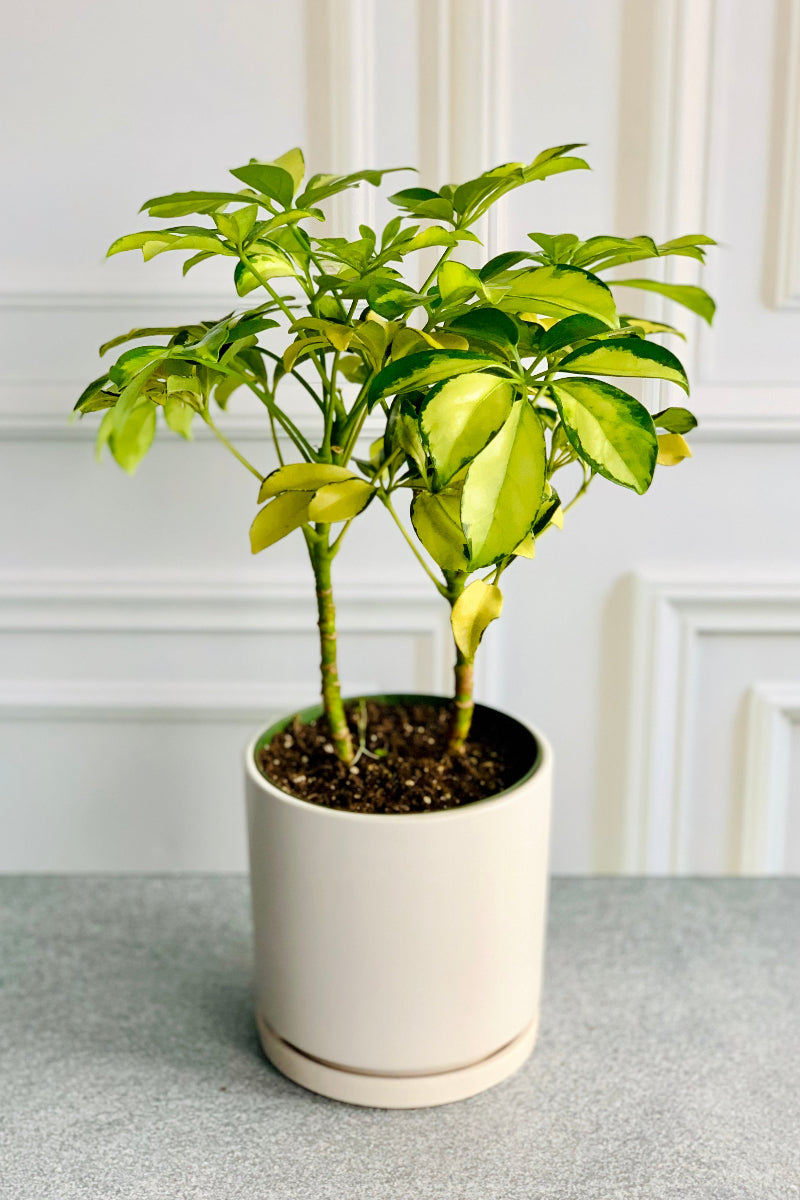 Schefflera, Gold Capella 6"
