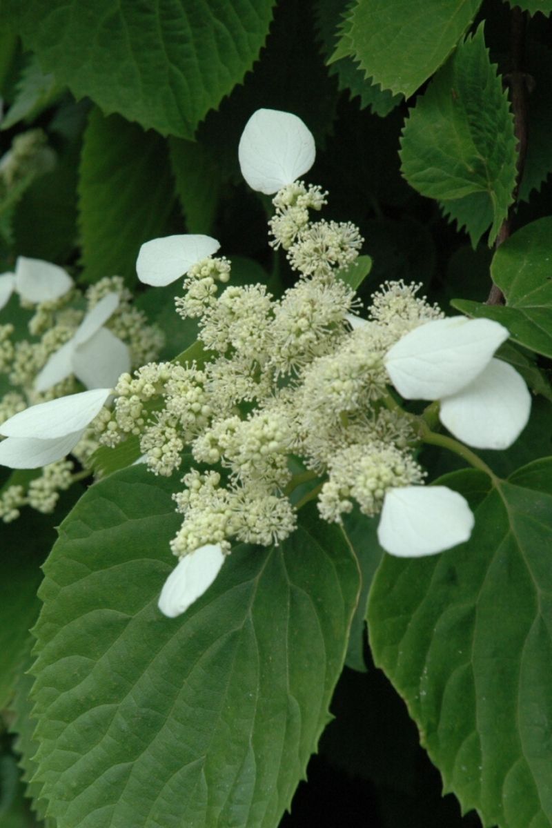 Vine, Hydrangea Japanese