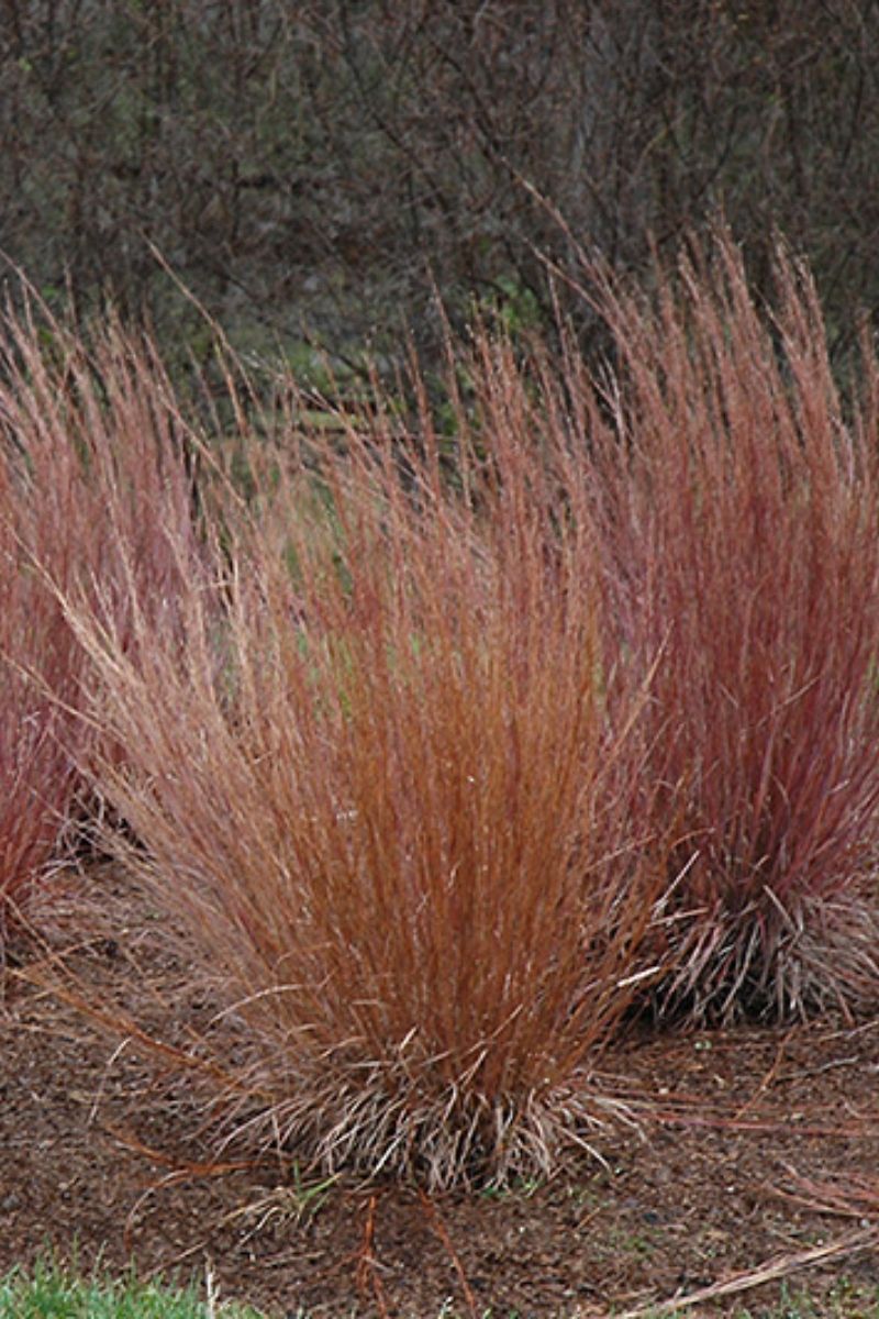 Grass, Bluestem Little Blue Heaven